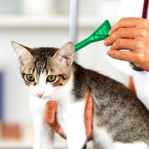 > Antiparasita Gato