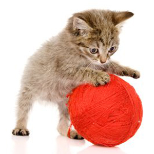 > Brinquedos Gato