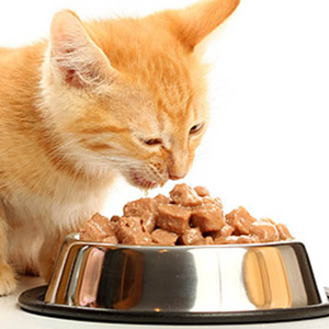 > Alimentação Gato