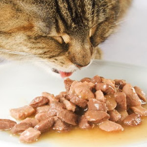 >> Húmidos Gato